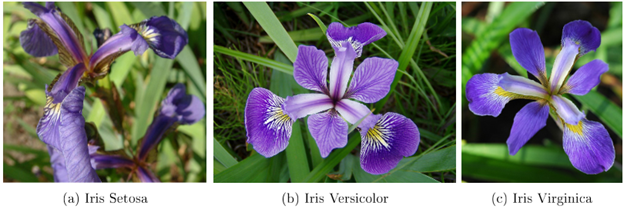 iris